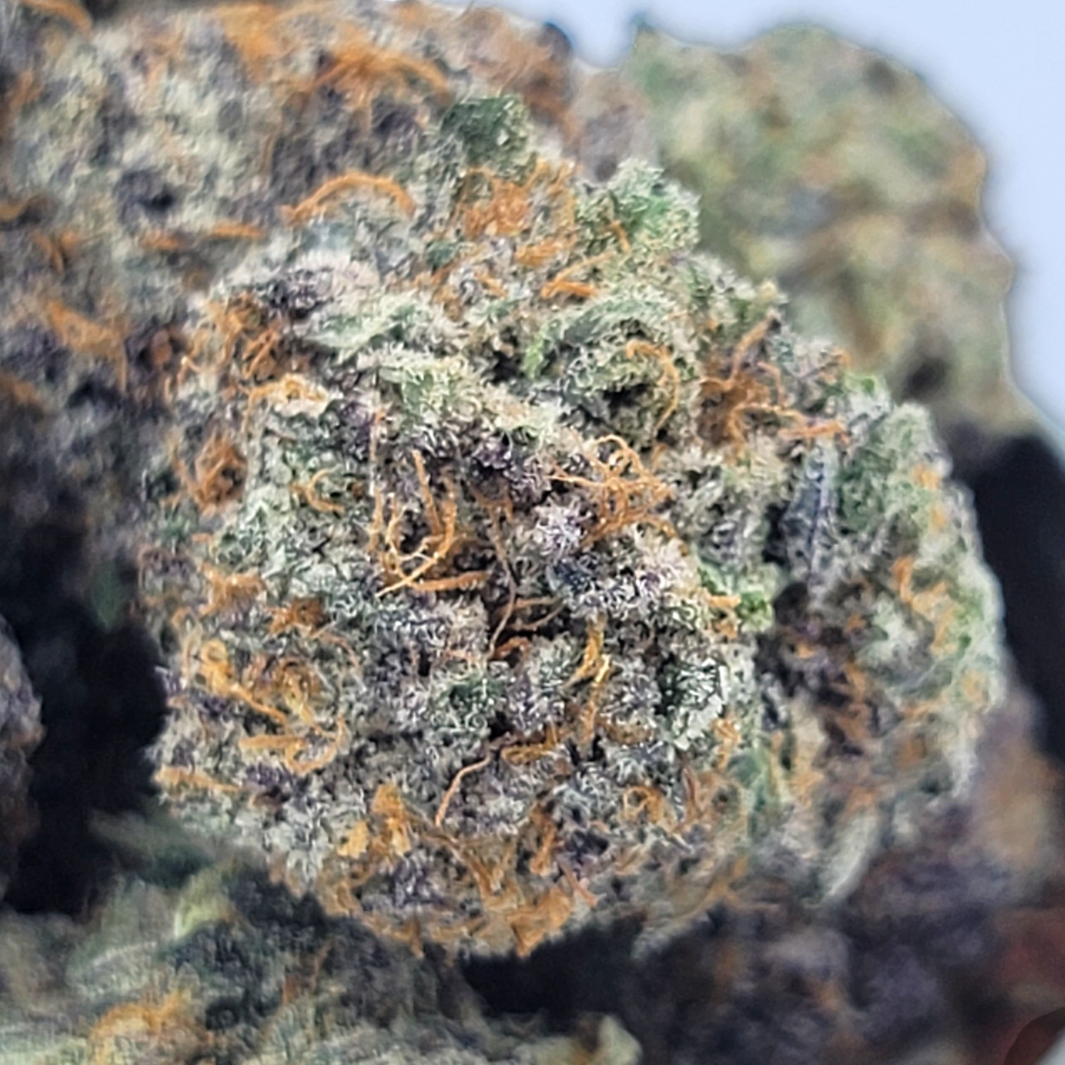 God's Green Crack - Hybrid - Image 2