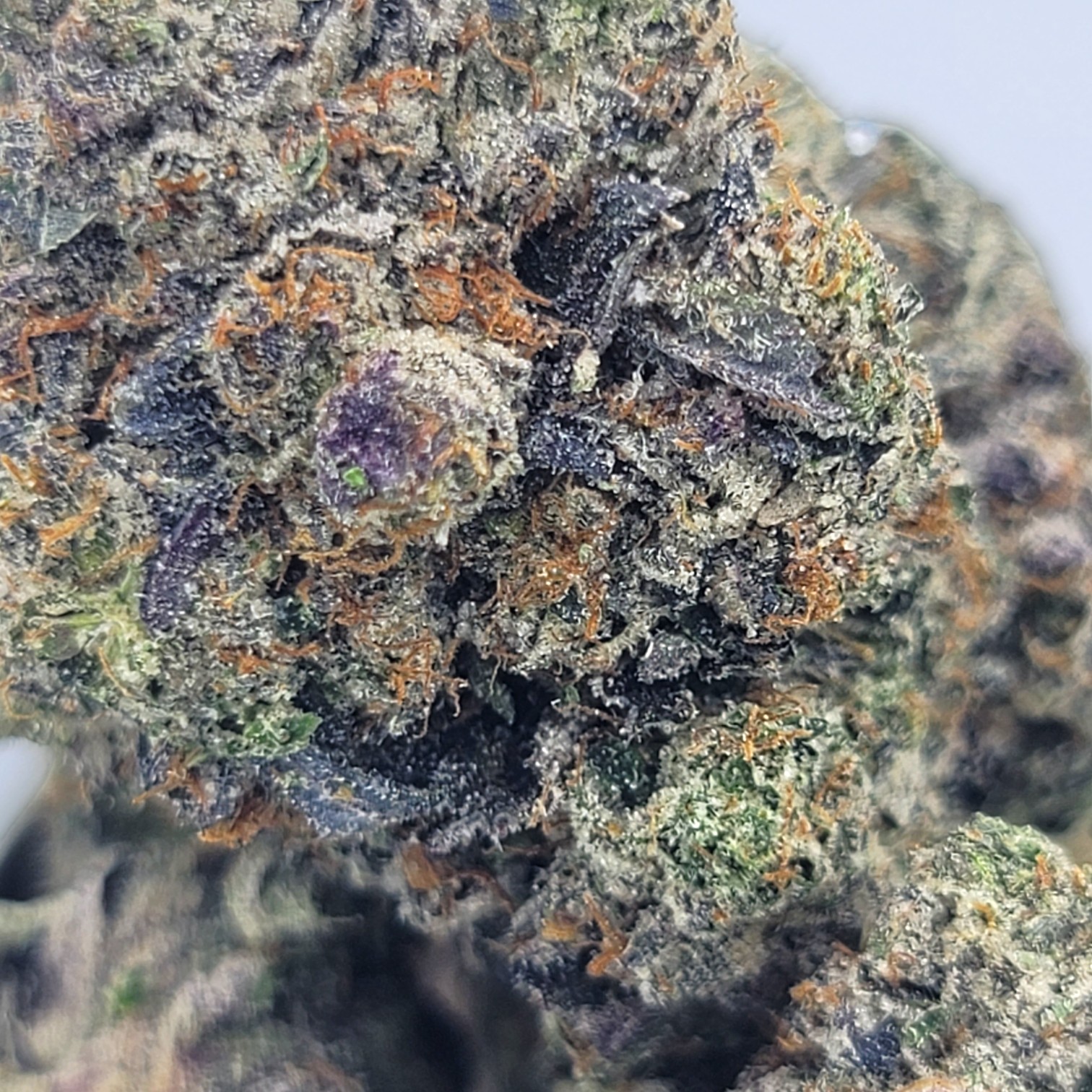 Purple Rockstar - Indica