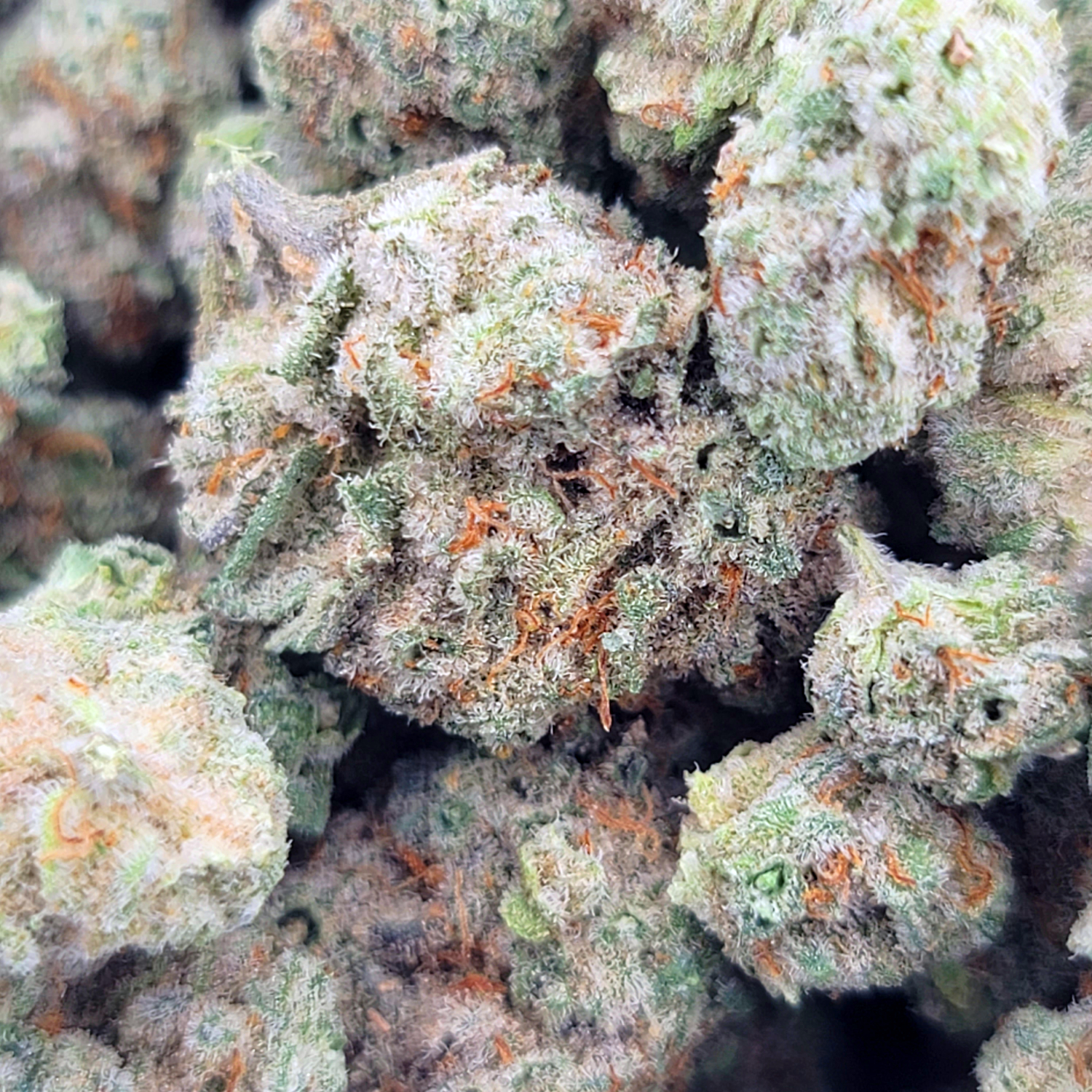 mac-strain-miracle-alien-cookies-trichome-heavy-nugs-close-up