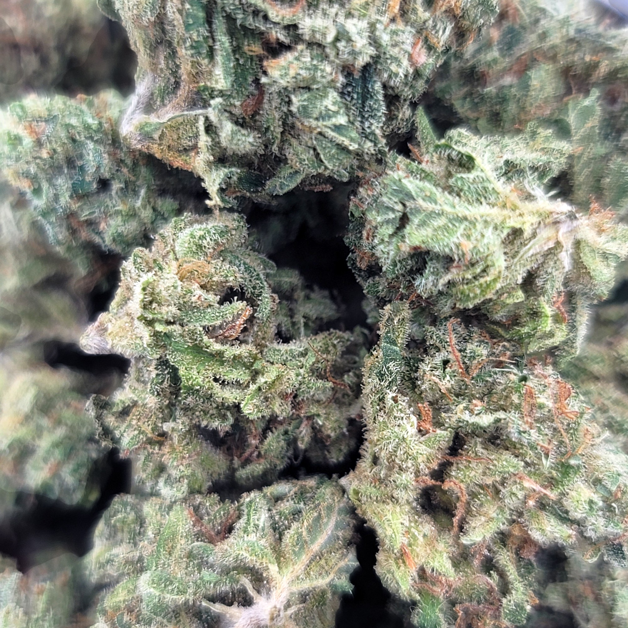 Citrus Sky - Sativa - Mini - Image 2