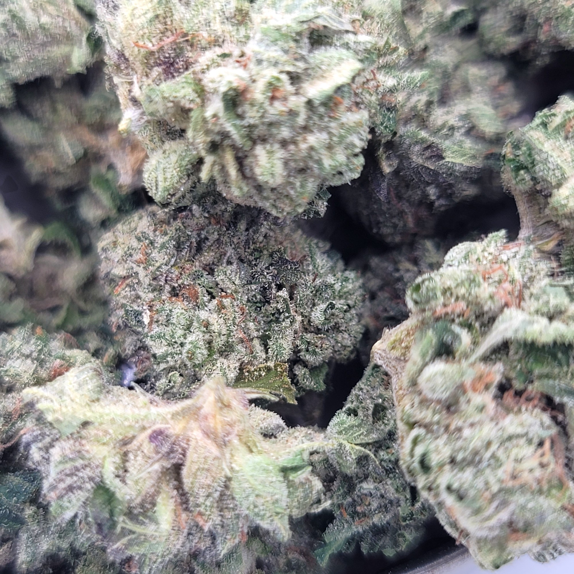 Platinum Pink - Indica - Mini - Image 2