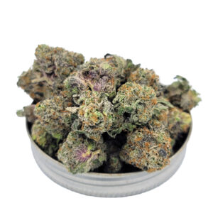 Dense popcorn cannabis buds Permanent Marker strain — fruity sherbet and diesel aroma