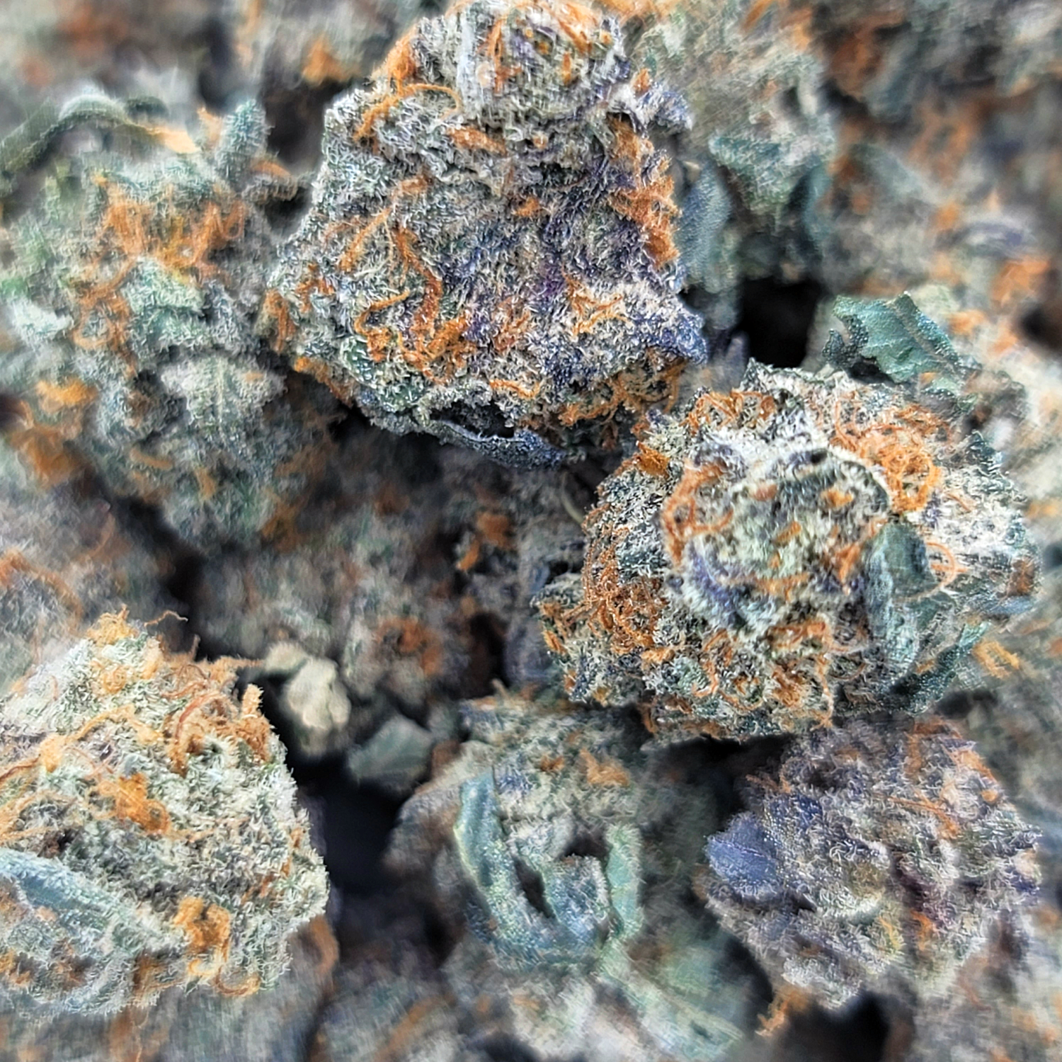 Close-up of Sundae Driver flower showing dense nugs and purple-green hues