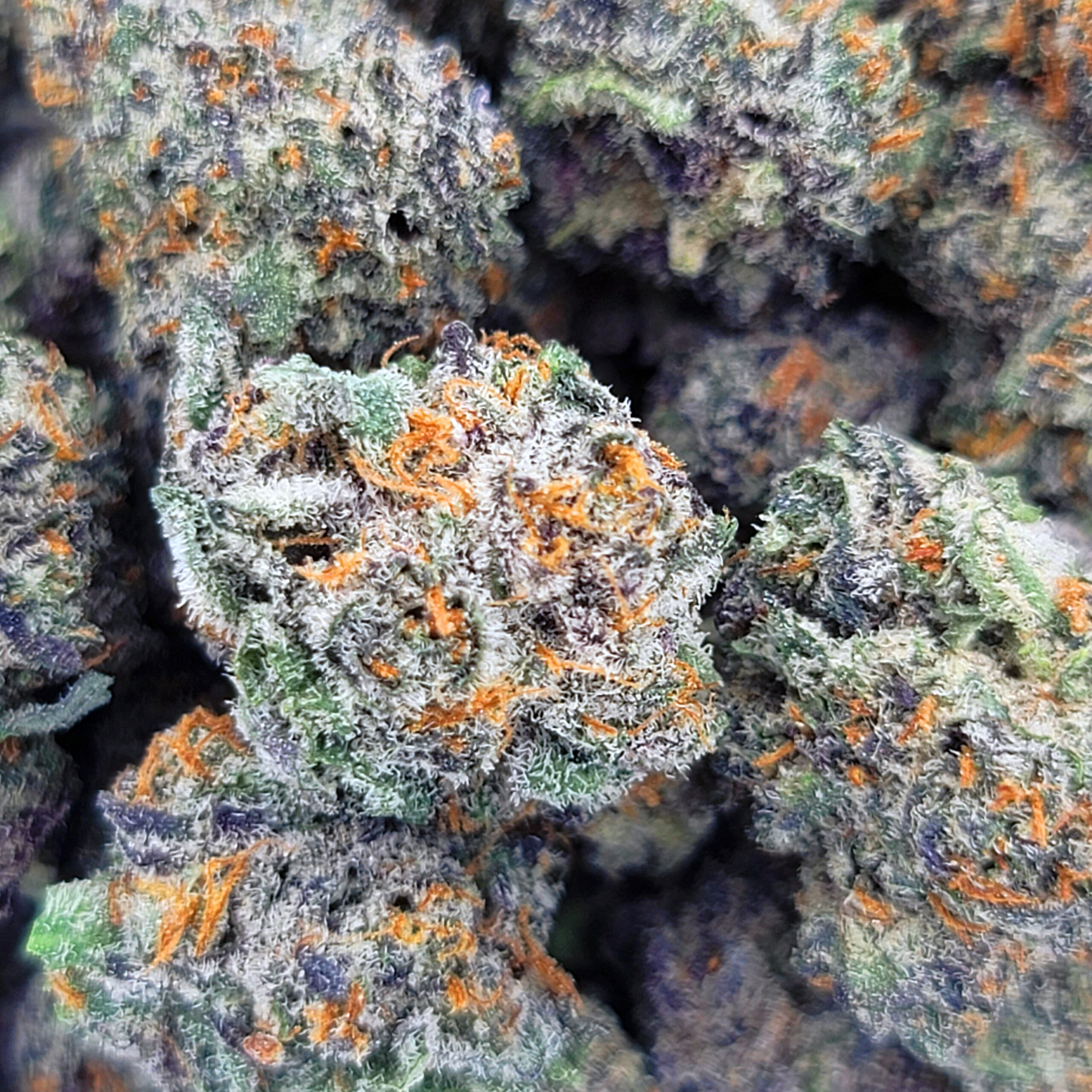 Macro shot of Scratch & Snif minis highlighting crystal-covered hybrid buds