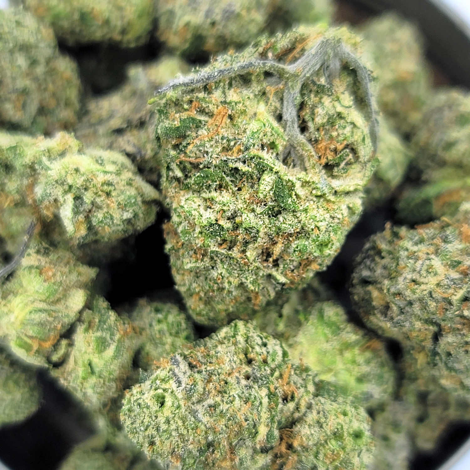 Pink Drip buds close-up showing frosty trichomes