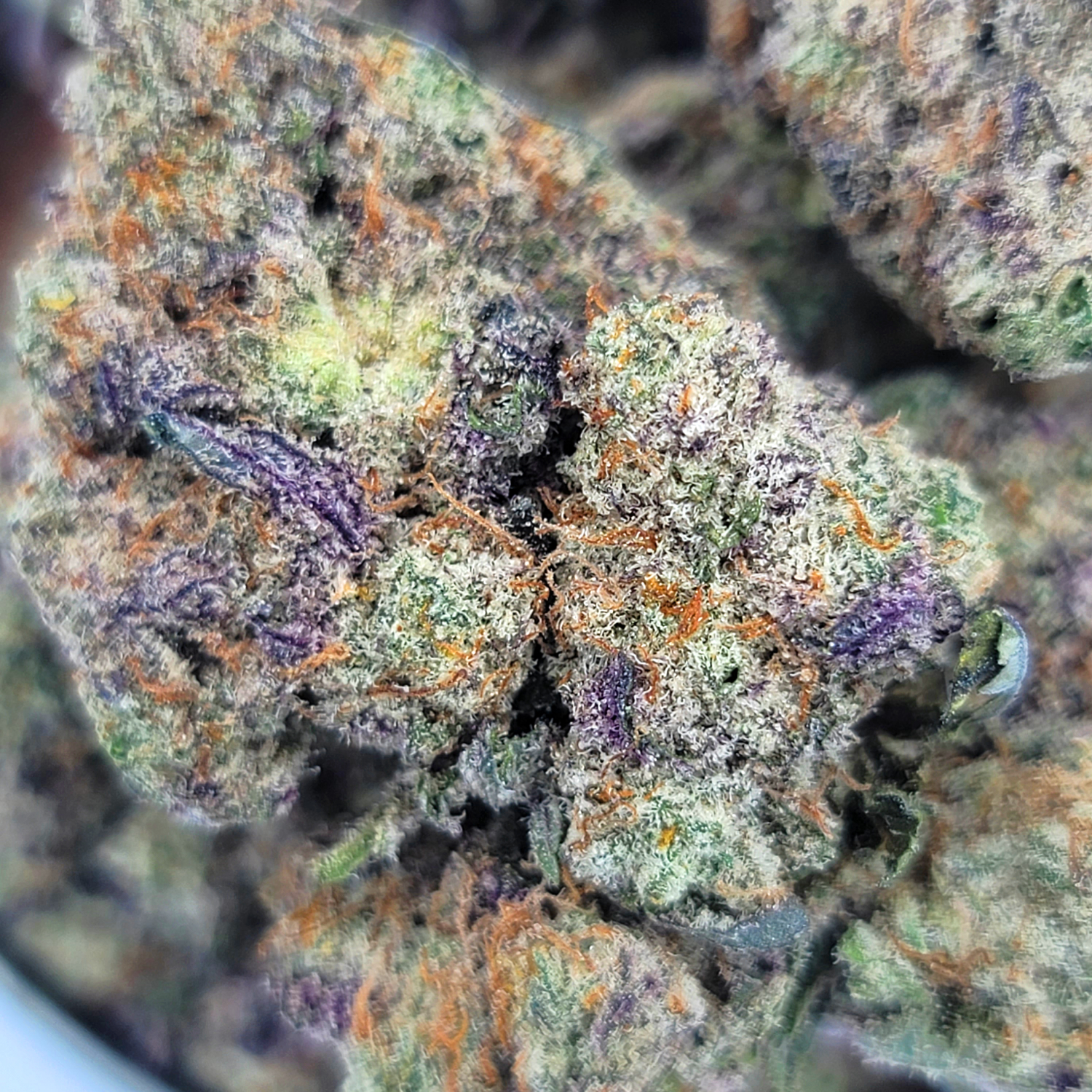 Bubble Gum Gelato dense purple buds with orange hairs