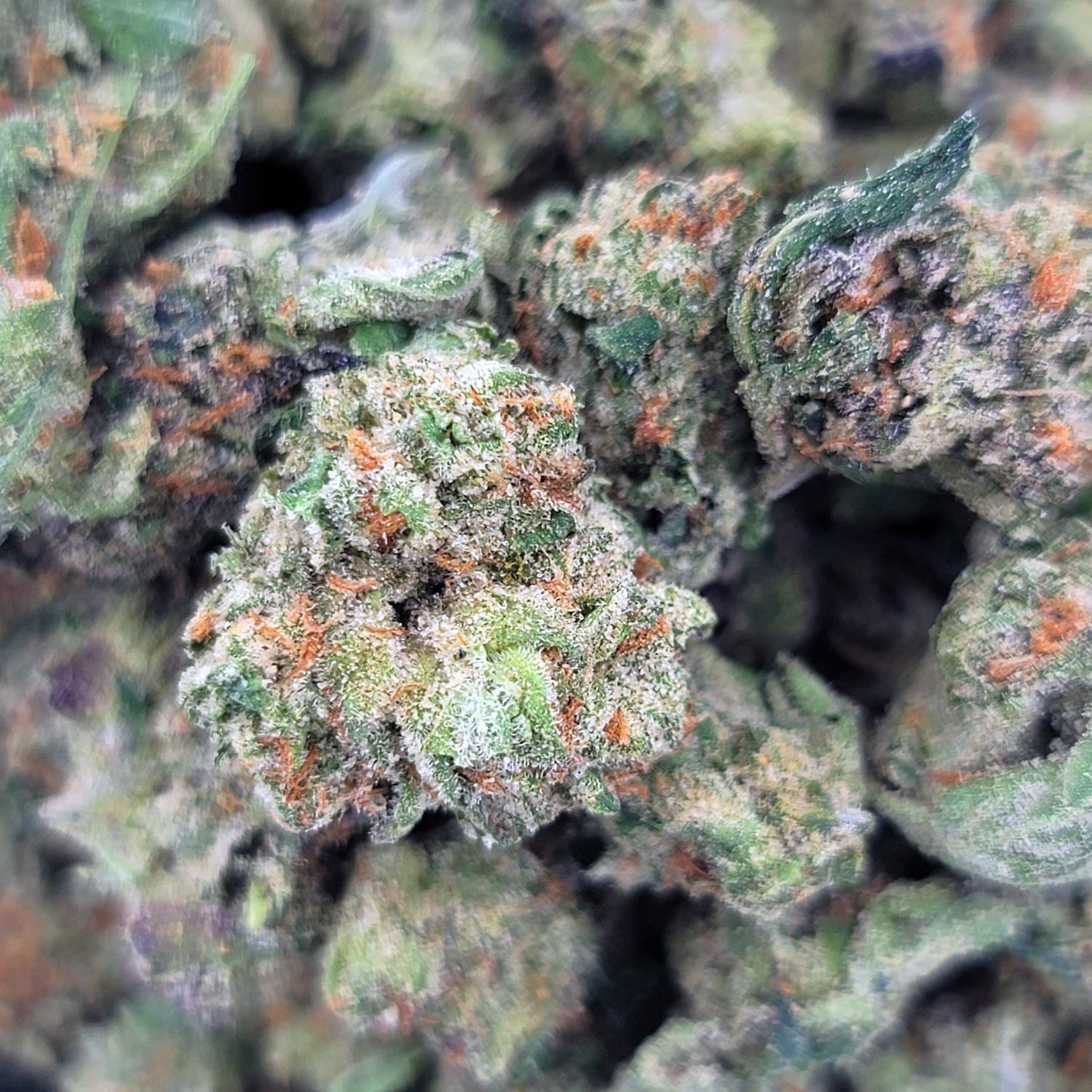 Pie in the Sky buds close-up showing frosty trichomes