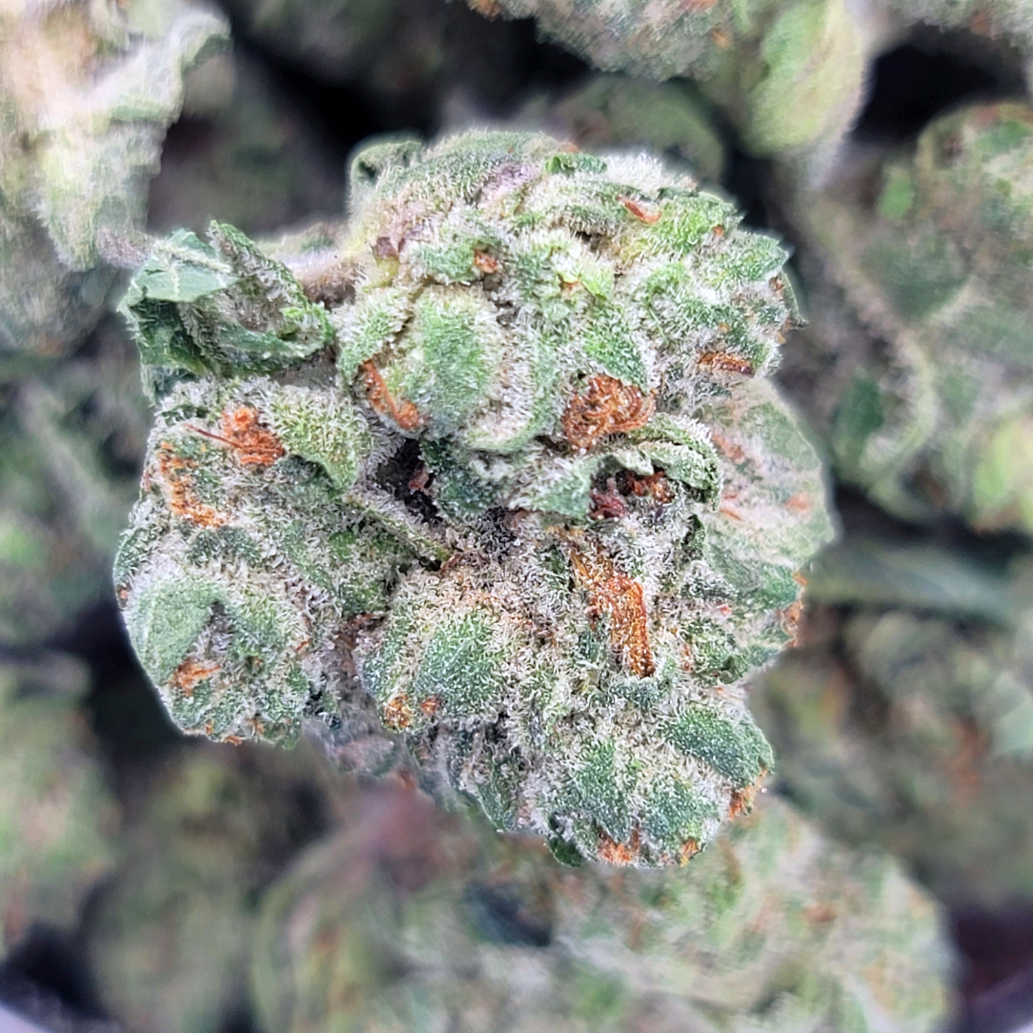 Dense Truffle Butter buds with deep purple hues and buttery aroma